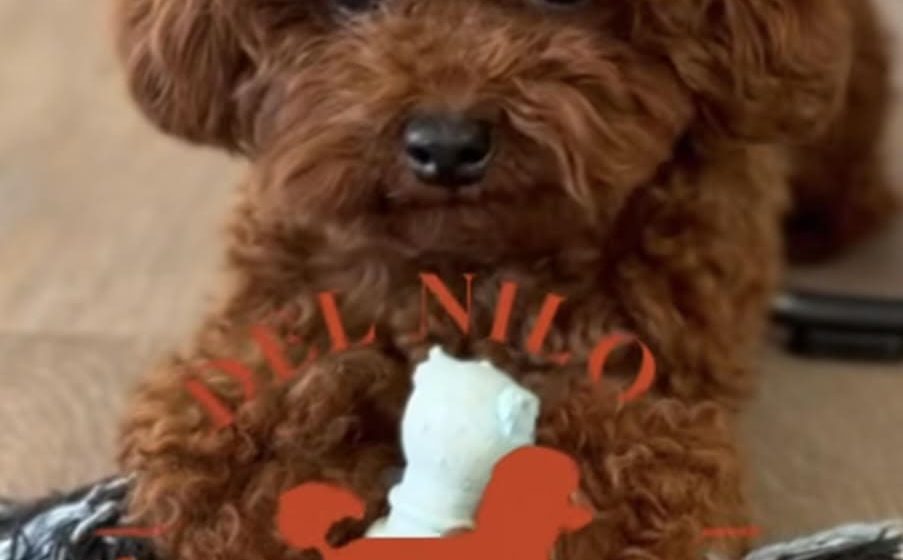 ¿Es Caniche Toy del Nilo una buena opción? Opiniones que destacan su cría responsable caniche toy